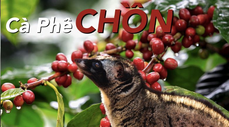 cà phê chồn