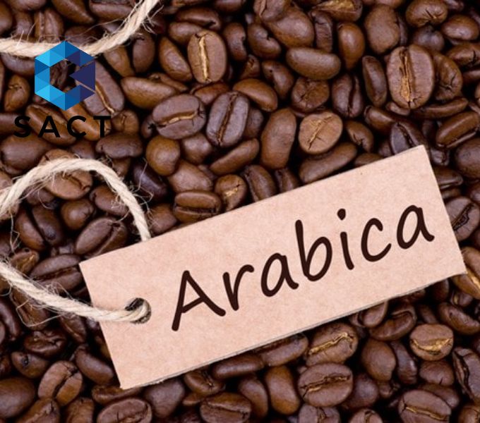 giống cà phê arabica