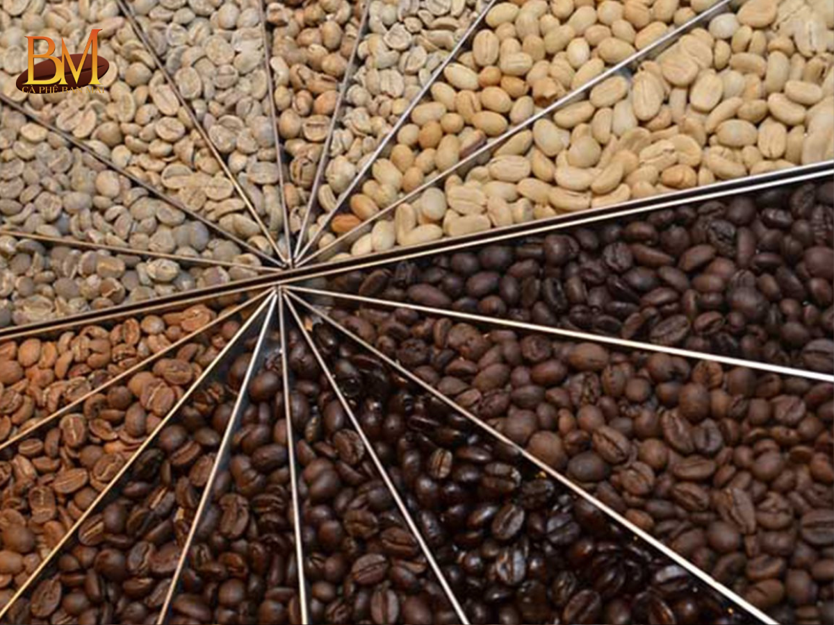 Các Loại Hạt Cafe Phổ Biến Và Cách Phân Biệt