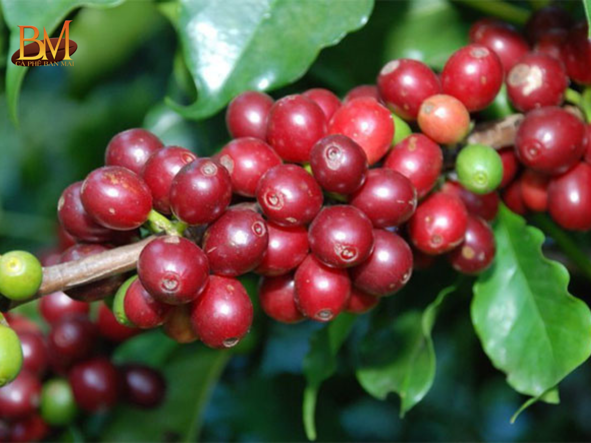 Hạt Arabica Có Gì Đặc Biệt? Hương Vị Và Ưu Điểm Nổi Bật