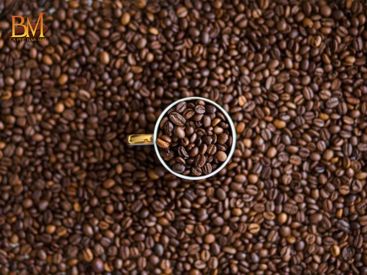 Các Loại Hạt Cà Phê Phổ Biến Tại Việt Nam Và Thế Giới
