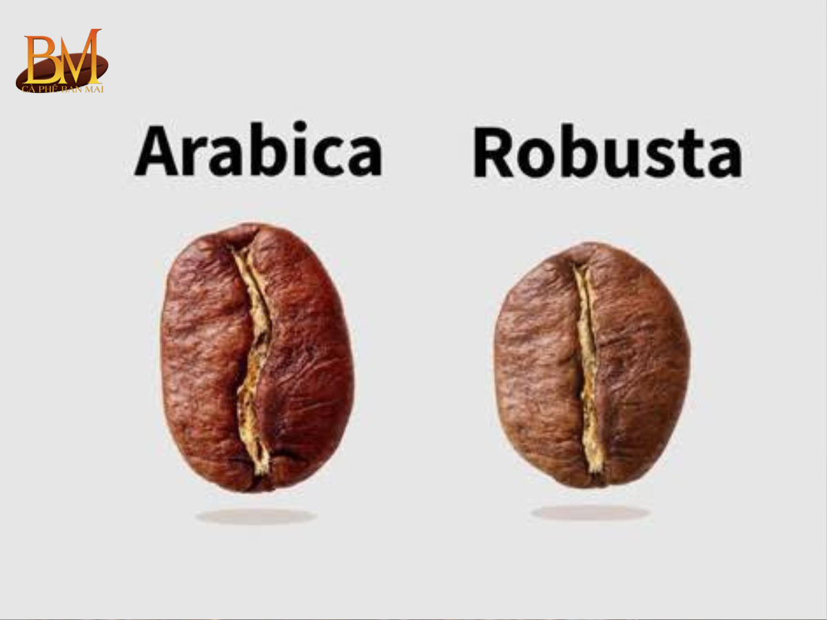Hạt Cafe Arabica: Đặc Điểm, Hương Vị Và Cách Nhận Biết