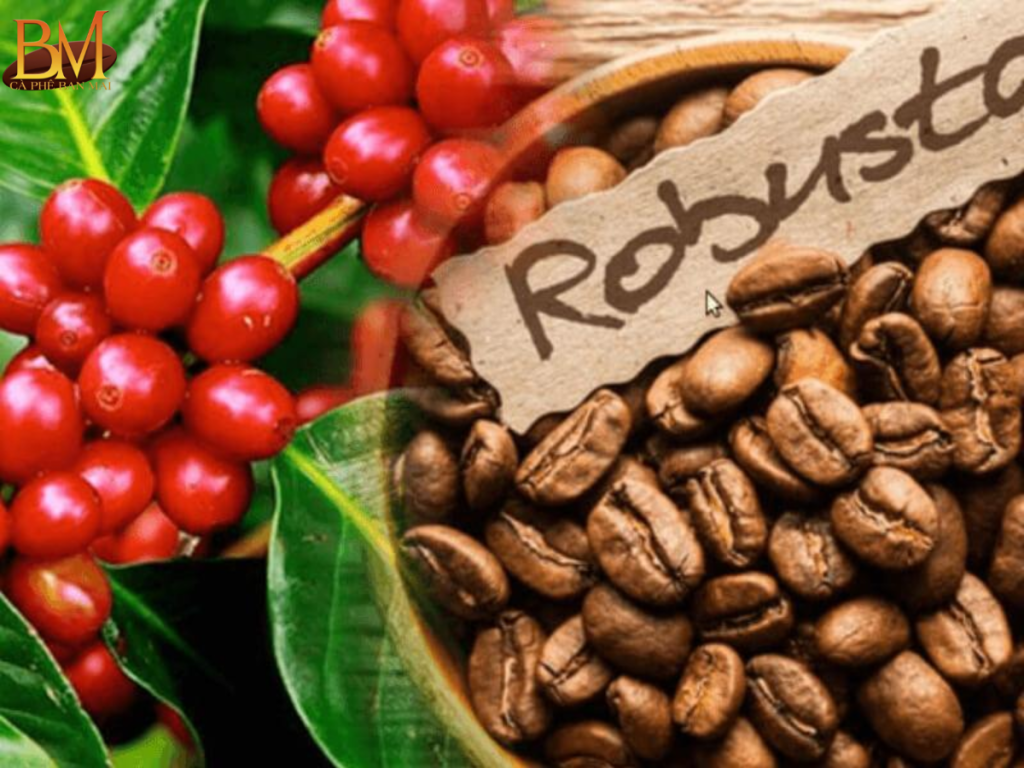 giống cà phê robusta