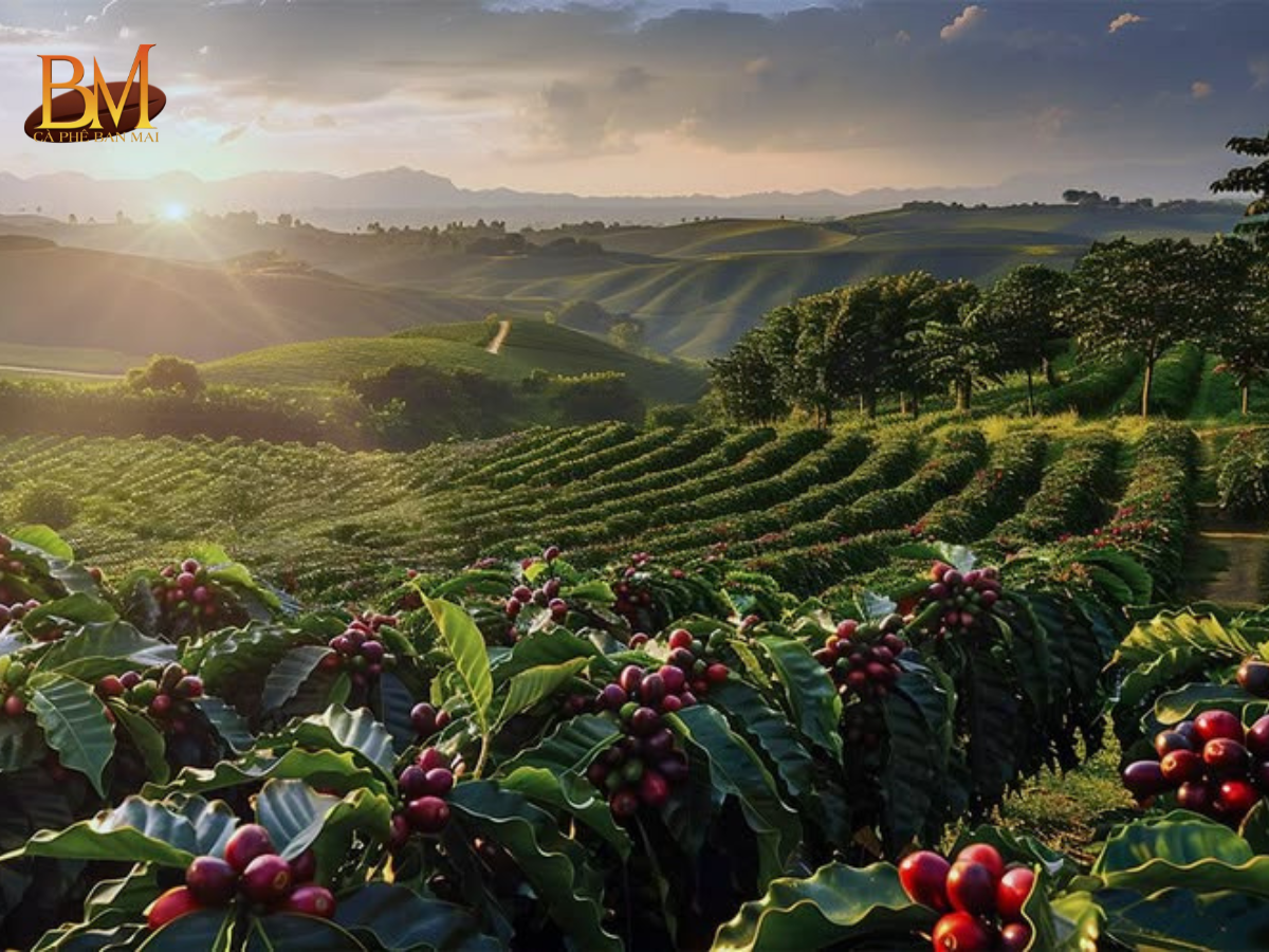 Giá Cà Phê Robusta Hôm Nay Cập Nhật Mới Nhất Và Những Yếu Tố Ảnh Hưởng