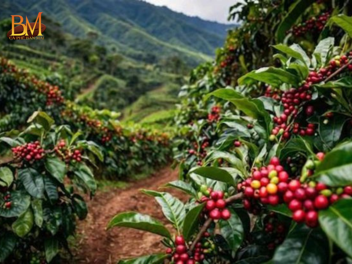 Giá Cà Phê Robusta Hôm Nay Cập Nhật Mới Nhất Và Những Yếu Tố Ảnh Hưởng