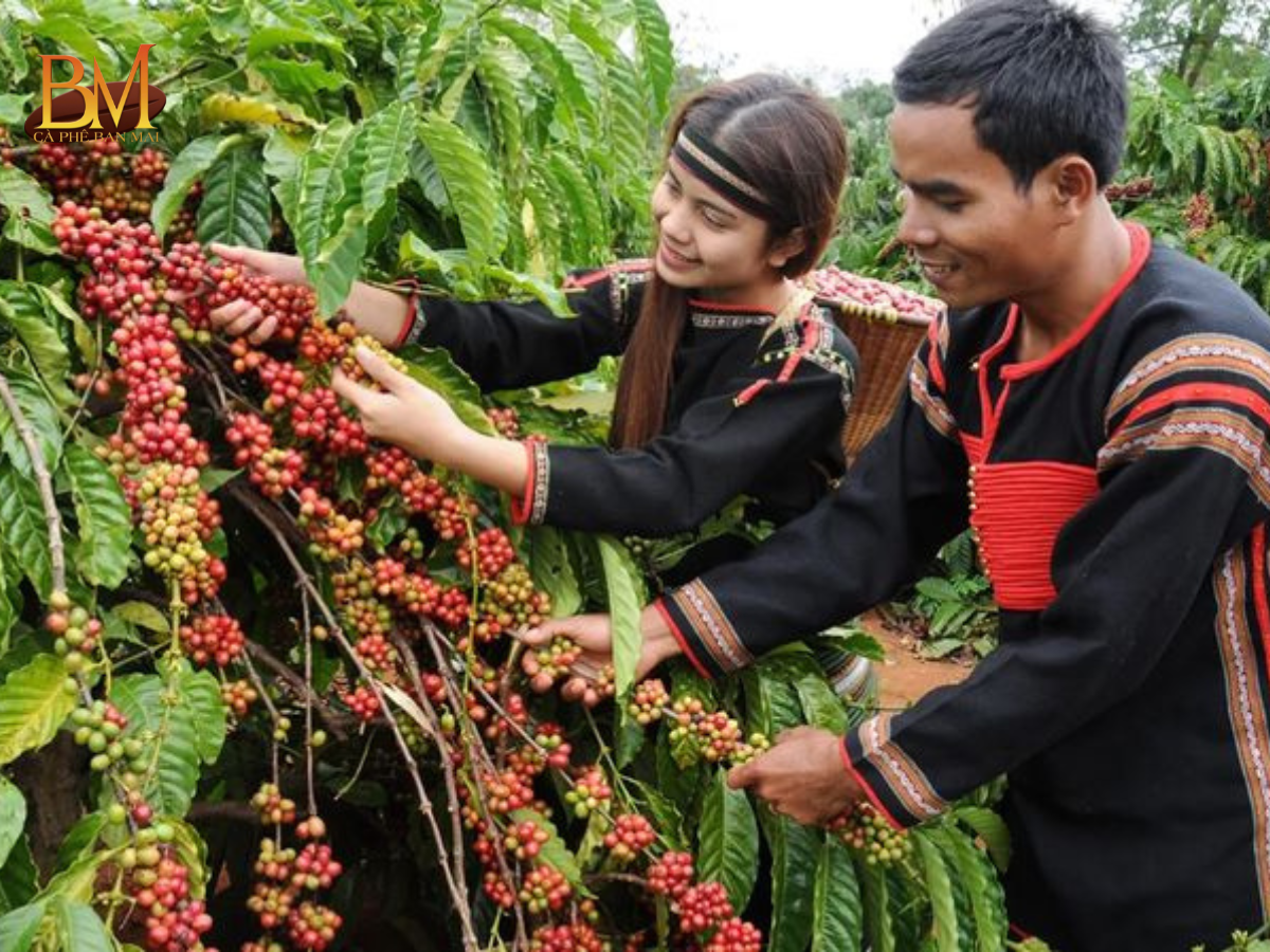 Cà Phê Nhân Hôm Nay: Cập Nhật Giá Mới Nhất Và Xu Hướng Thị Trường