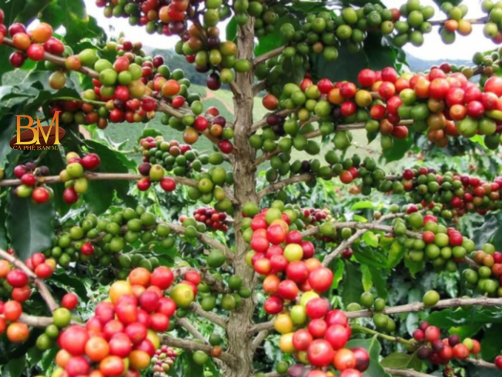 giống cà phê robusta