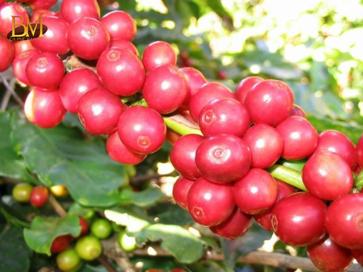 Cà Phê Vối Là Gì? Đặc Điểm, Hương Vị Và Giá Trị Kinh Tế