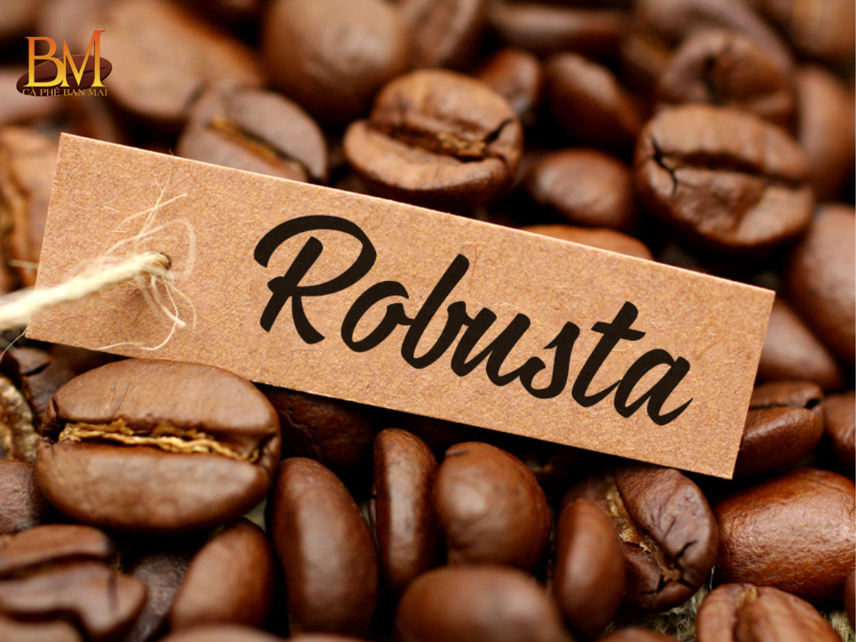 Cà Phê Robusta Có Vị Chua Không? Giải Đáp Chi Tiết Cho Người Yêu Cà Phê