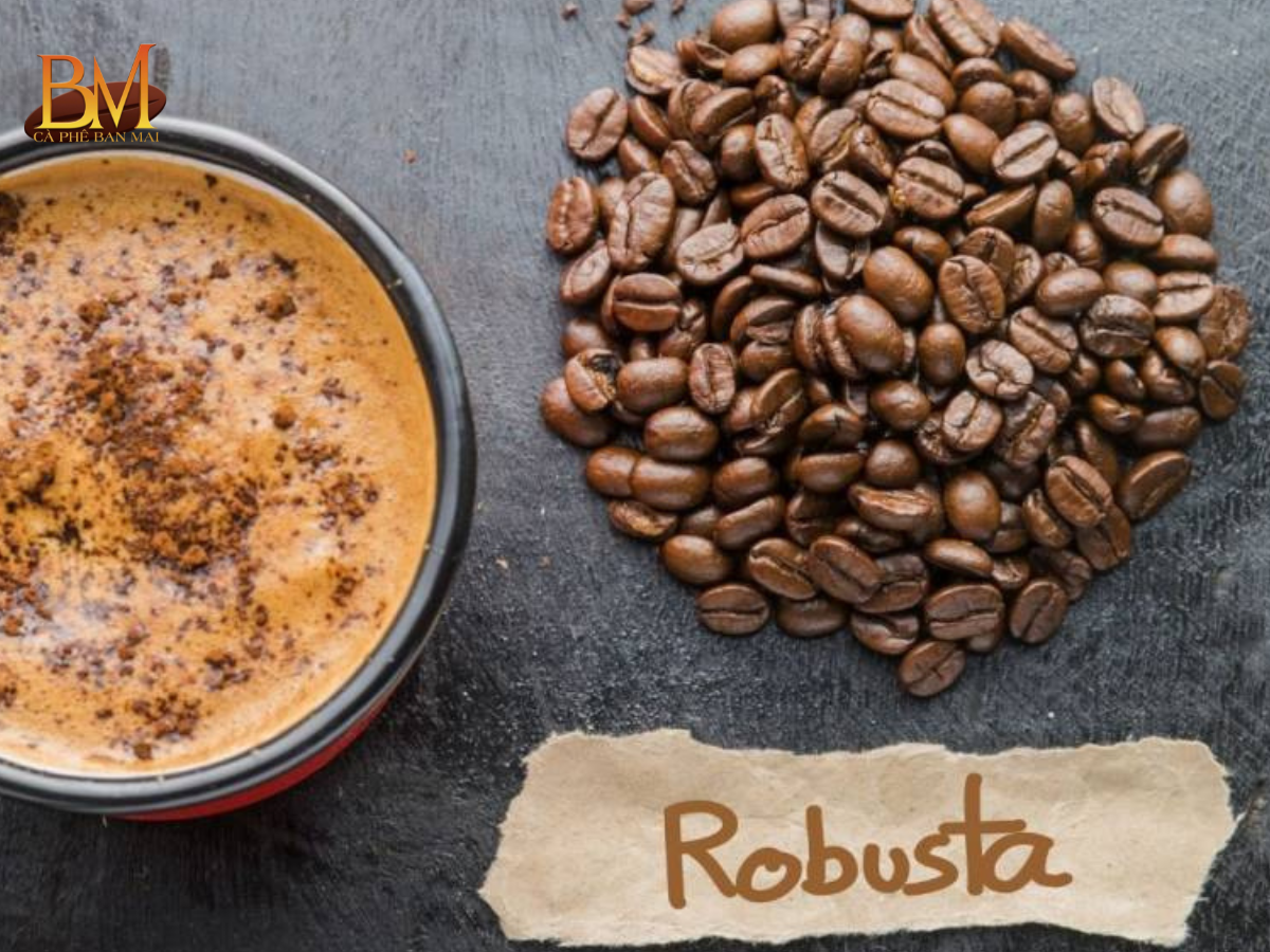 Cà Phê Robusta Có Vị Chua Không? Giải Đáp Chi Tiết Cho Người Yêu Cà Phê