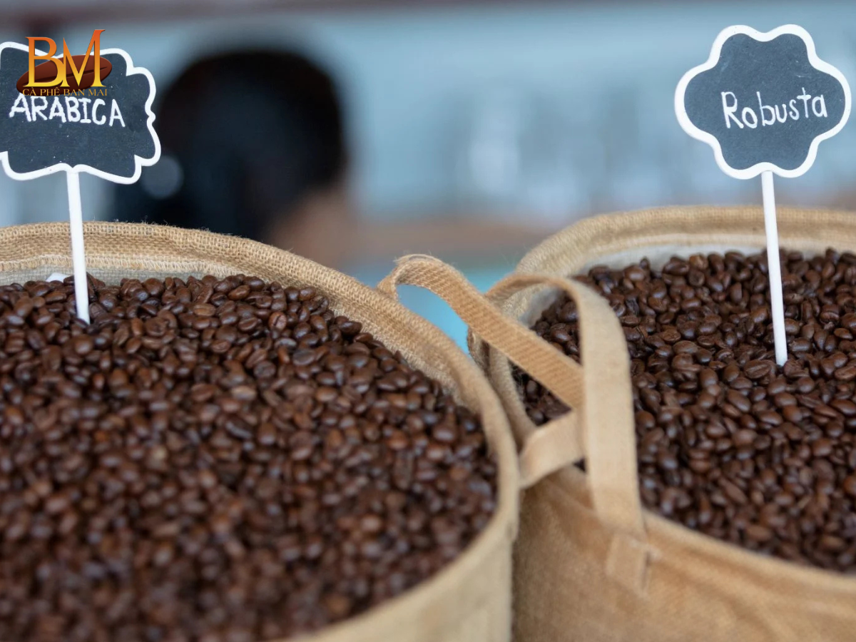 Cà Phê Robusta Và Arabica Loại Nào Ngon Hơn? So Sánh Chi Tiết Từ A Đến Z