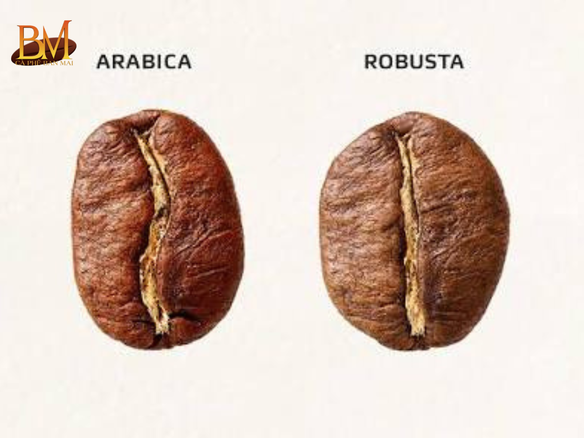 Cà Phê Robusta Và Arabica Loại Nào Ngon Hơn? So Sánh Chi Tiết Từ A Đến Z