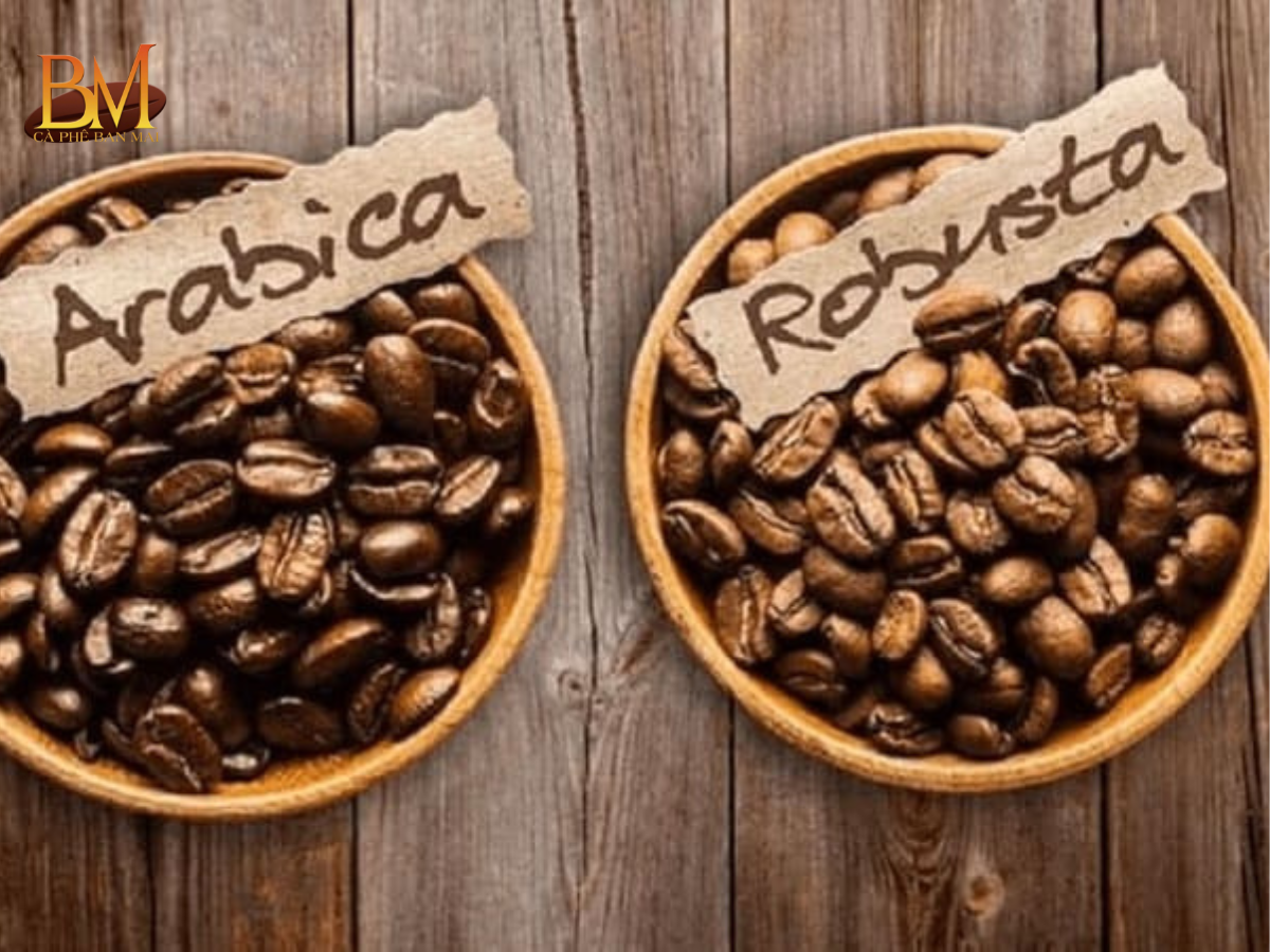 Cà Phê Robusta Và Arabica Loại Nào Ngon Hơn? So Sánh Chi Tiết Từ A Đến Z