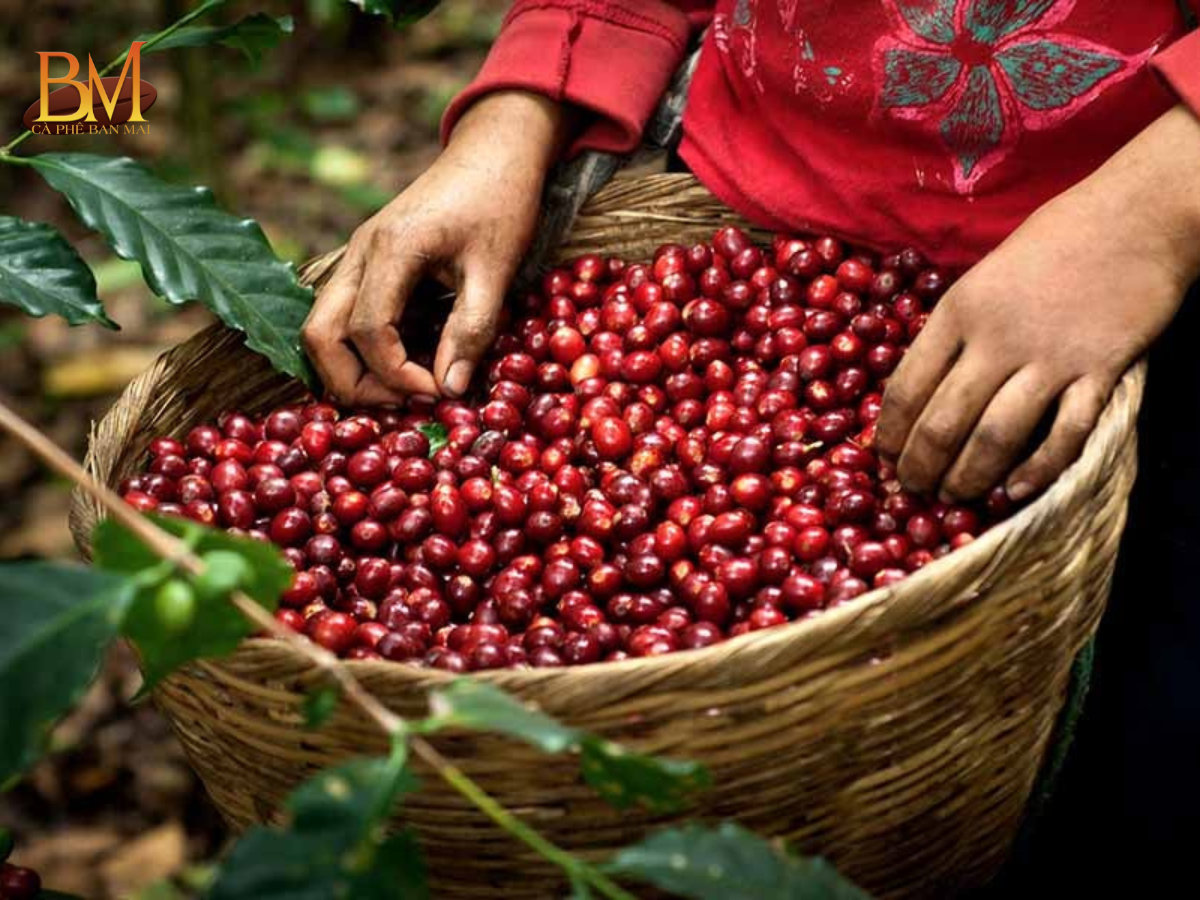 Cà Phê Arabica Có Vị Gì? Đặc Điểm Hương Vị Chi Tiết