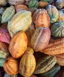 Trái cacao tươi - 1 Kg