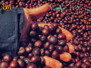 Hạt Cafe Arabica: Đặc Điểm, Hương Vị Và Cách Nhận Biết