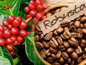 Giá Cà Phê Robusta Hôm Nay Cập Nhật Mới Nhất Và Những Yếu Tố Ảnh Hưởng