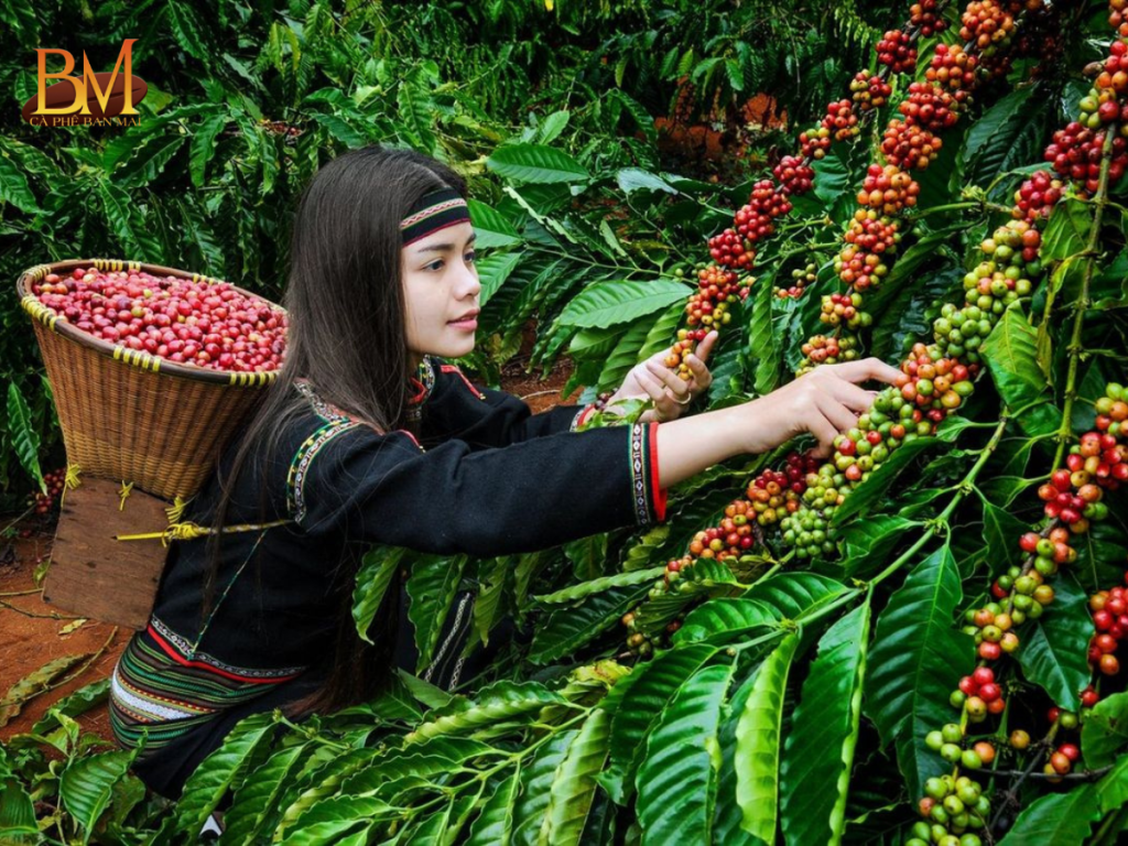 Cà Phê Nhân Hôm Nay: Cập Nhật Giá Mới Nhất Và Xu Hướng Thị Trường