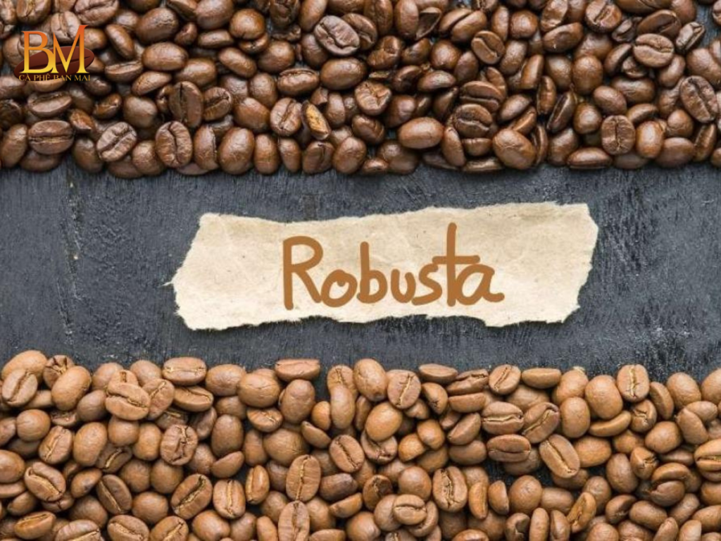 Cà Phê Robusta Có Vị Chua Không? Giải Đáp Chi Tiết Cho Người Yêu Cà Phê
