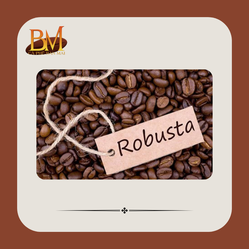 giống cà phê robusta